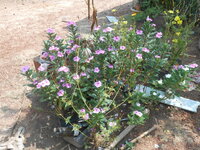 DSCN9713.JPG