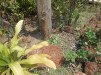 DSCN9747.JPG
