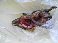 DSCN0186.JPG