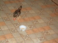 DSCN0177.JPG