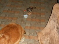 DSCN0175.JPG