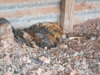 DSCN9494.JPG