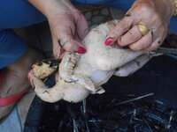 DSCN9504.JPG