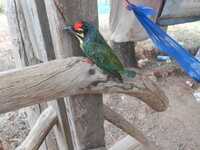 DSCN0008.JPG