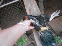 DSCN9796.JPG