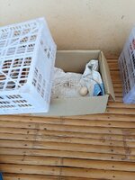 IMG_20240412_075520_334.jpg