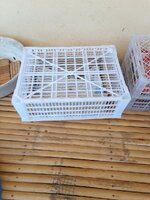 IMG_20240412_080619_244.jpg