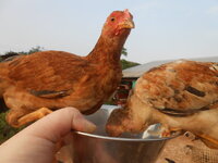 DSCN9876.JPG