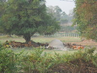 DSCN9568.JPG