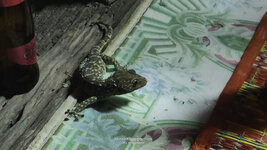 Gecko-1.jpg