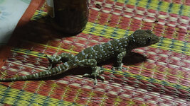 Gecko-2.jpg