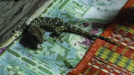 Gecko-3.jpg