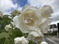IMG_9585.jpeg
