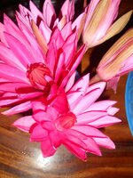 IMG_20170830_151527.jpg