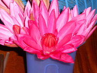 DSCN8458.JPG