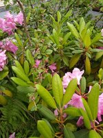 IMG_20240525_133120_548.jpg