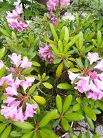IMG_20240525_133148_147.jpg