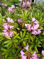 IMG_20240525_133104_705.jpg