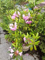IMG_20240525_133058_495.jpg