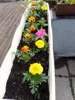 IMG_20240525_133016_761.jpg