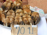 DSCN9118.JPG