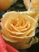 IMG_4402.jpeg