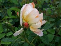 IMG-20240531-WA0011.jpg