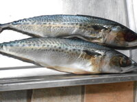 DSCN9763.JPG