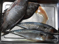 DSCN9766.JPG
