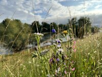 IMG_0075.jpeg