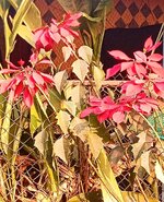 IMG_20240313_172711_876~2.jpg