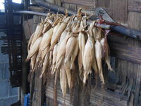DSCN8373.JPG