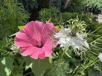 IMG_0210.jpeg