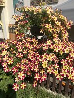 IMG_4156.jpeg