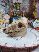 IMG_20170919_124701.jpg