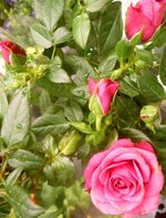 IMG_20240728_100003.jpg