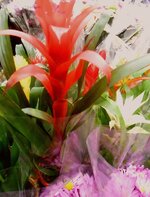 IMG_20240728_100315.jpg