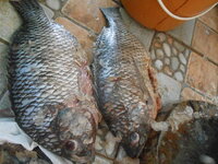 DSCN9035.JPG DSCN9035.JPG