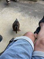 IMG_4106.jpeg