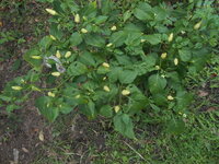 DSCN9691.JPG