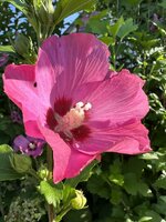IMG_1019.jpeg