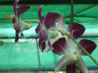 DSCN9432.JPG