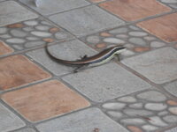 DSCN0295.JPG