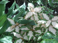 DSCN0447.JPG