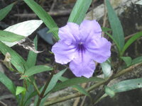DSCN0445.JPG
