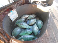 DSCN0450.JPG