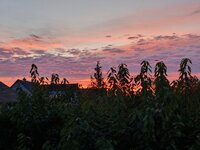 20241018_073909.jpg