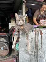 IMG_2747.jpeg