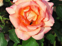 rose.jpg