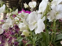 IMG_3459.jpeg